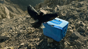 Vogel landet auf der Box