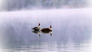 Nachhaltige Produktion am Nendlberg: Wie cagoon im Einklang mit der Natur arbeitet